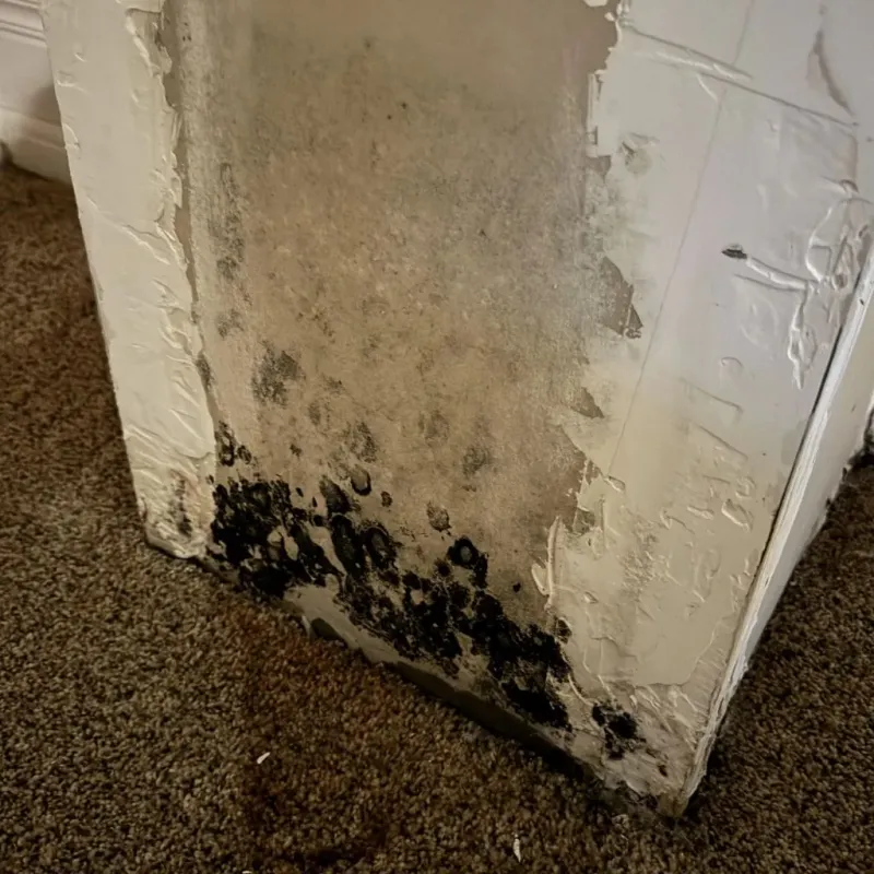 Professional Mold Removal in Monroe, NC
